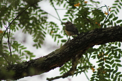 Turdus libonyana