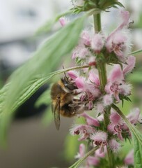 Anthophora quadrimaculata