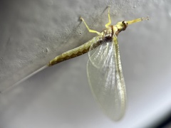 Pentagenia vittigera