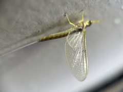 Pentagenia vittigera