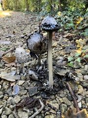 Coprinus comatus comatus