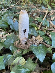 Coprinus comatus comatus