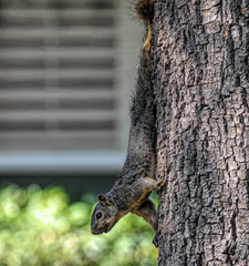 Sciurus niger