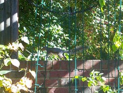 Sciurus carolinensis
