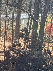 Poecile atricapillus