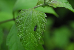 Xenochalepus maculicollis