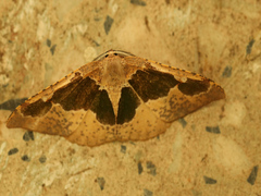 Celenna festivaria