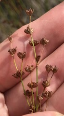 Juncus biflorus