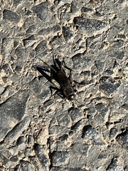 Gryllus
