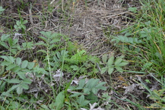Hyla arborea