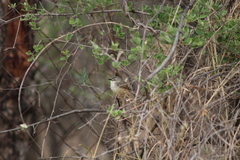 Prinia subflava