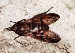 Tabanidae