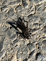 Gryllus