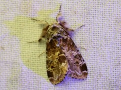 Calliteara complicata