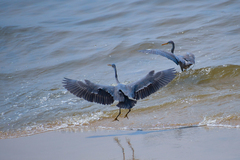 Egretta gularis