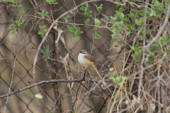 Prinia subflava