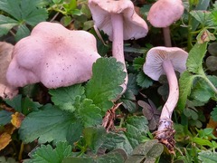 Calocybe carnea