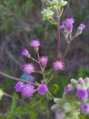 Senecio purpureus