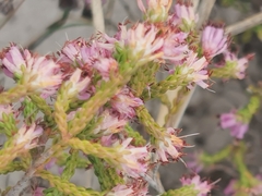 Erica labialis