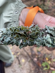 Parmotrema perforatum