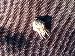 Eustala anastera