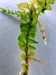 Plagiochila bifaria