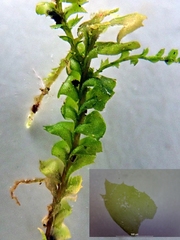 Plagiochila bifaria