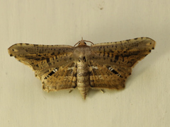Thyrididae
