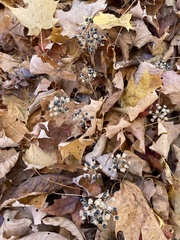Allium tricoccum