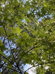 Quercus buckleyi
