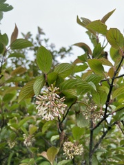 Viburnum erubescens