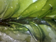 Plagiochila bifaria
