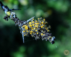 Polycauliona polycarpa