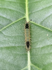 Catonephele numilia esite