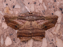 Menophra serpentinaria