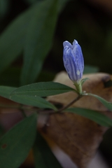 Gentiana saponaria