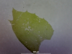 Plagiochila bifaria