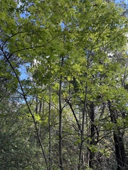 Quercus buckleyi
