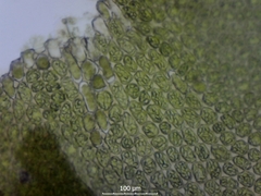 Plagiochila bifaria