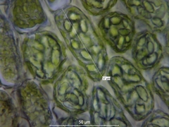 Plagiochila bifaria
