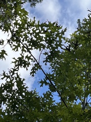 Quercus buckleyi