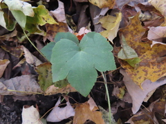 Ranunculus recurvatus