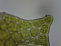Plagiochila bifaria