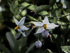 Solanum laxum