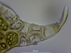Plagiochila bifaria