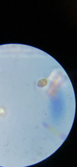Miozoa