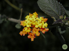 Lantana camara