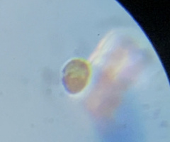 Miozoa