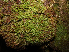 Plagiochila bifaria