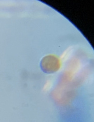 Miozoa